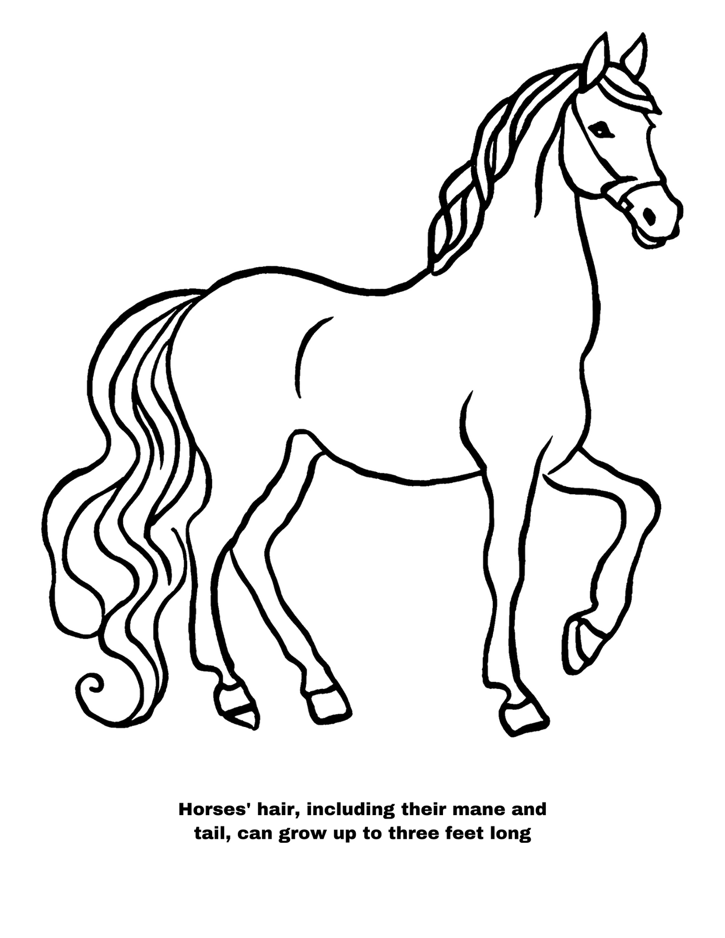 Children's Horse Coloring Pages and Fun Facts- Digital Download